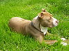 Buster