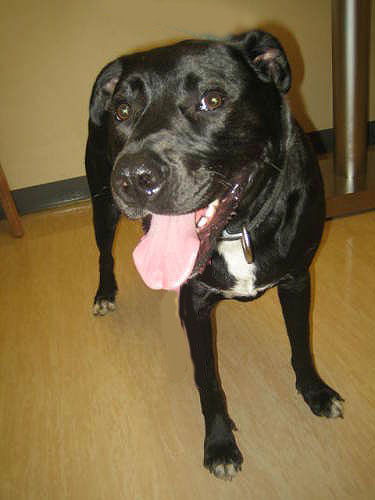 Hondo