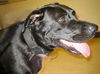 Hondo