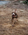 Porterhouse