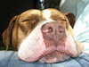 Porterhouse