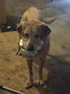 Jake
