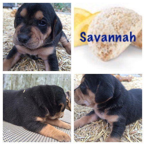 Savannah
