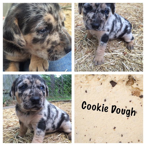 Cookie