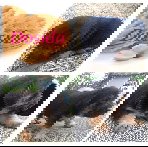 Dosido
