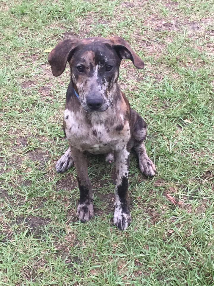 Hound deals catahoula mix