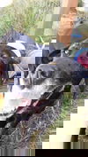 onyx