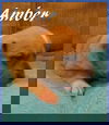 Amber