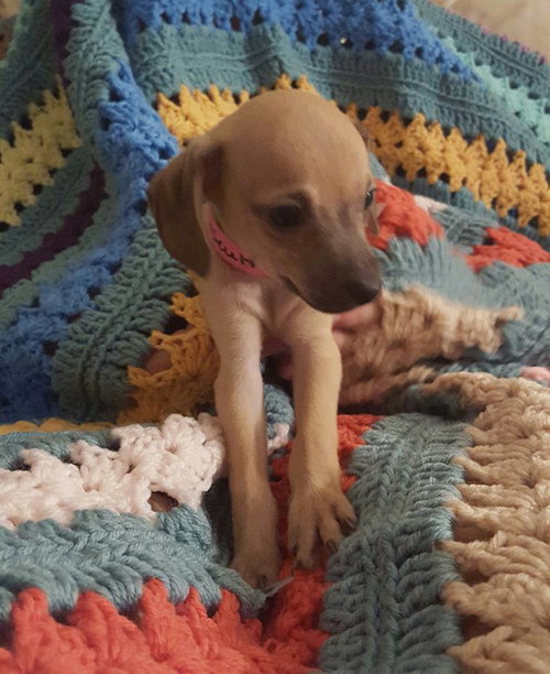 Biscuit