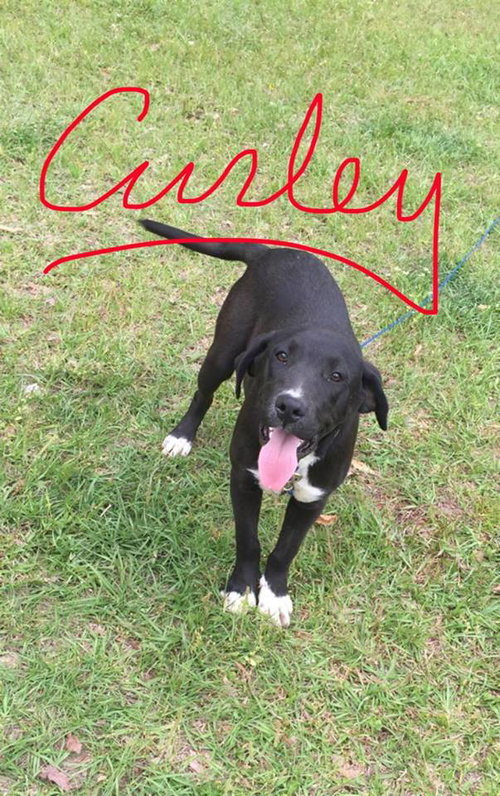 Curley