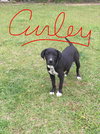 Curley