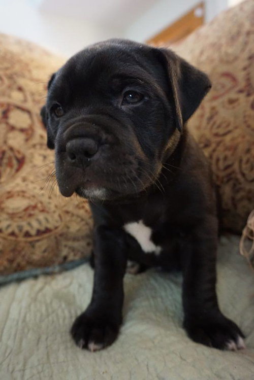 Bellatrix (Bella)