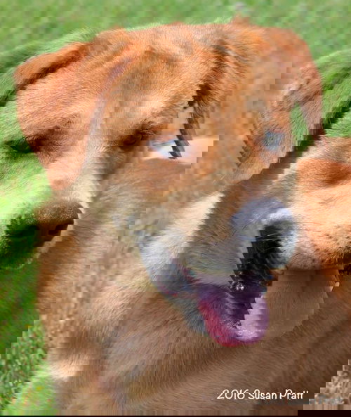 Scrappy