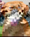 Scrappy