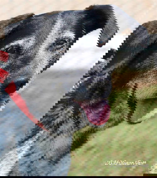 Remie