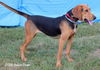 Dixie