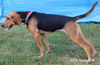 Dixie
