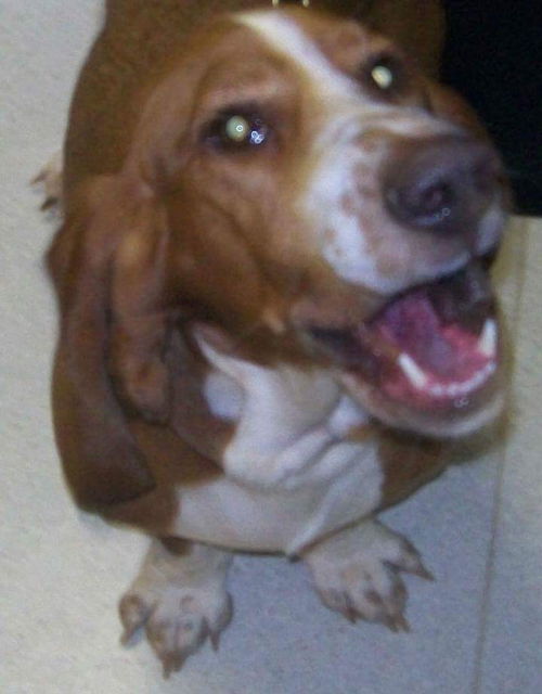 Millie, FOBCAS