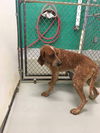 Red tick Hound