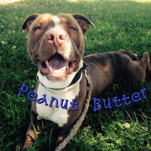 Peanut Butter