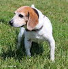 Cooper
