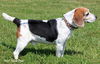 Cooper