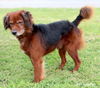 Barney