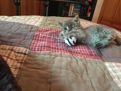 Bobo