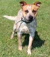 Scrappy