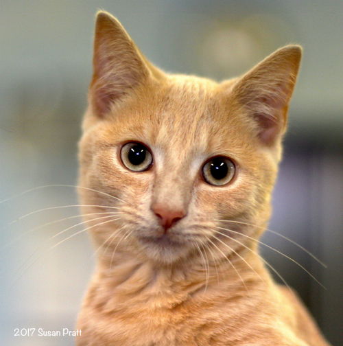 Hobbs