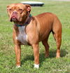 Roxy