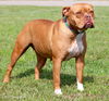 Roxy
