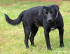 Baxter