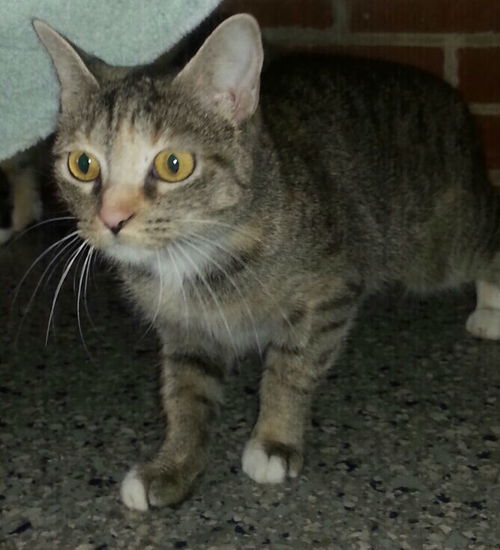 Mavado