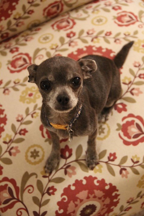 Molly