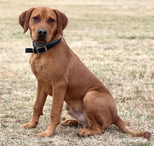 Copper
