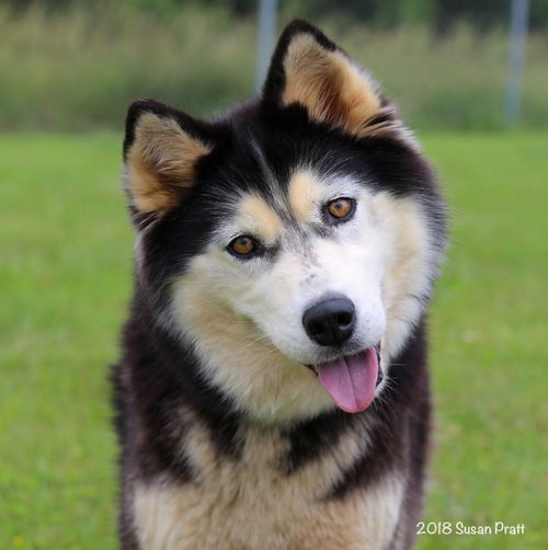 Miska