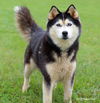 Miska
