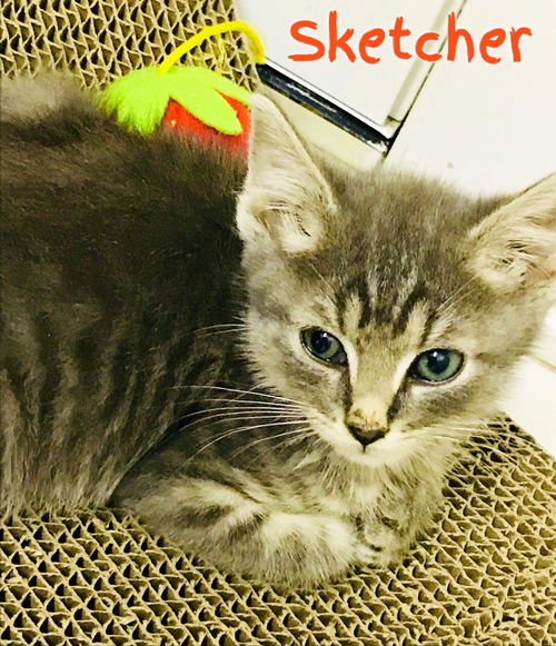 Sketcher