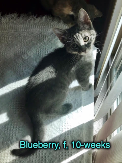 Blueberry