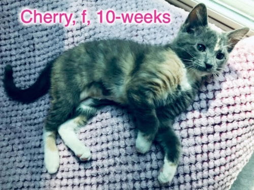 Cherry
