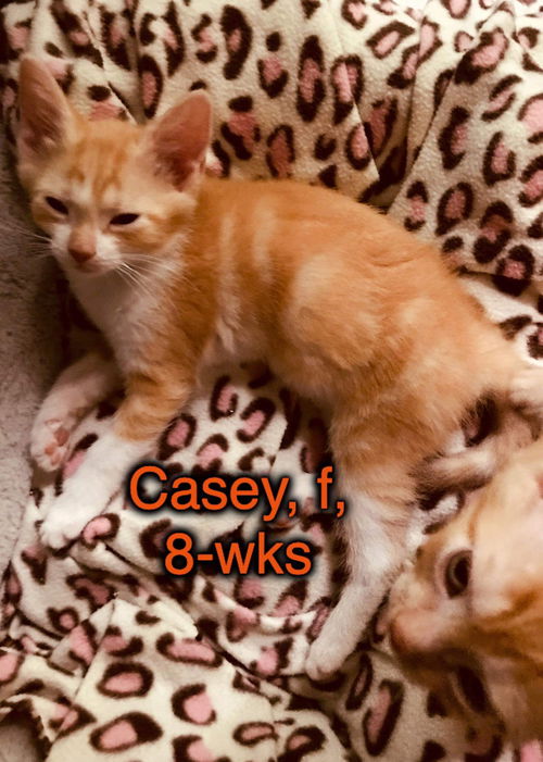 Casey