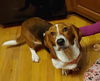 Peanut (aka Gwendolyn Longbottom)