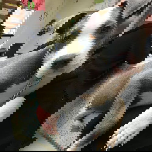 König