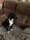 Spencer