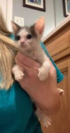 Oreo