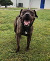 Baxter