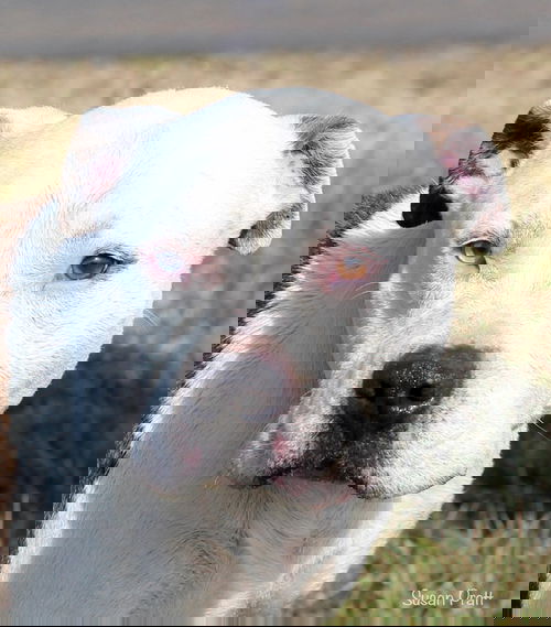 Chunks