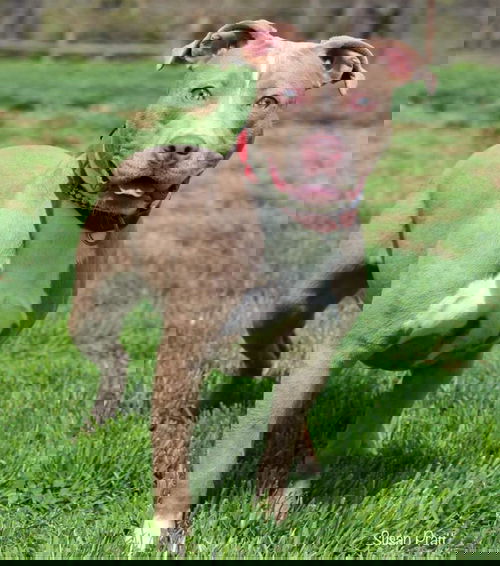 Rosie