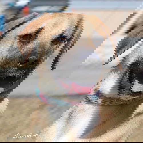 Chewy